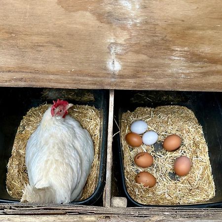 Charming Hen Cottage Countryside Retreat Lincoln Newball Esterno foto